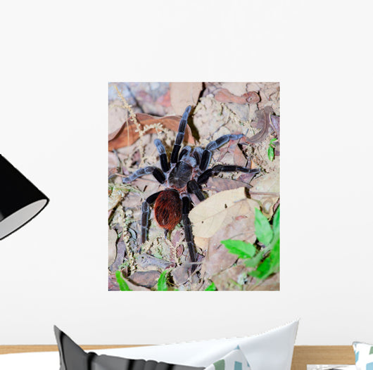 Mexican Red Rump Tarantula
