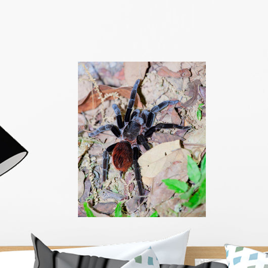 Mexican Red Rump Tarantula