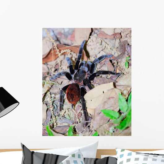 Mexican Red Rump Tarantula