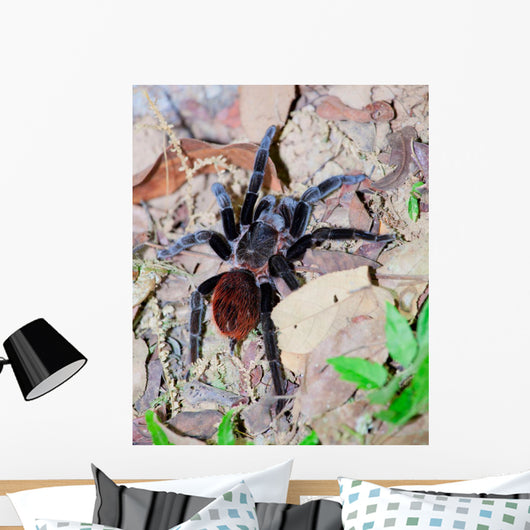 Mexican Red Rump Tarantula