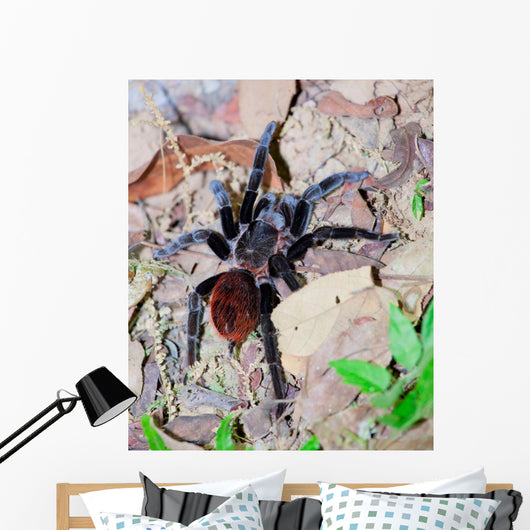 Mexican Red Rump Tarantula