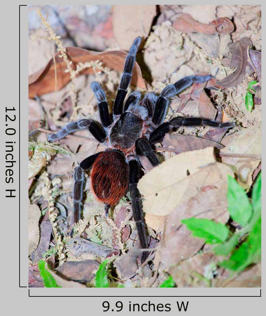 Mexican Red Rump Tarantula