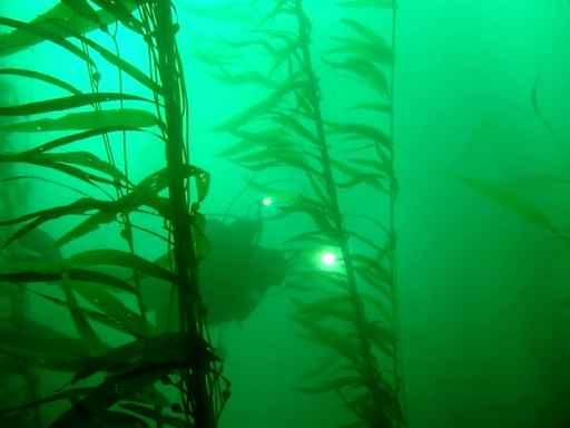 Diver Kelp Wall Decal