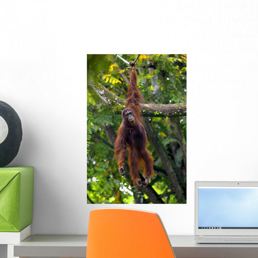 Borneo Orangutan