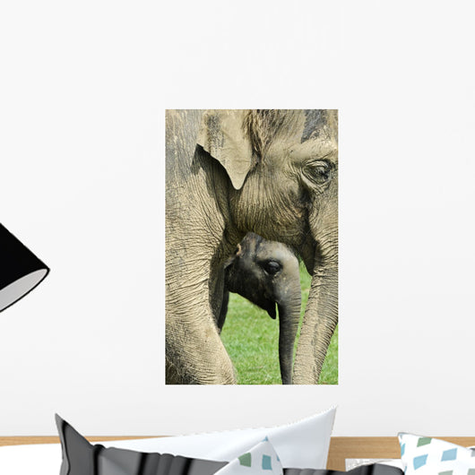 Elephant Calf Wall Mural