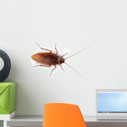 Cockroach