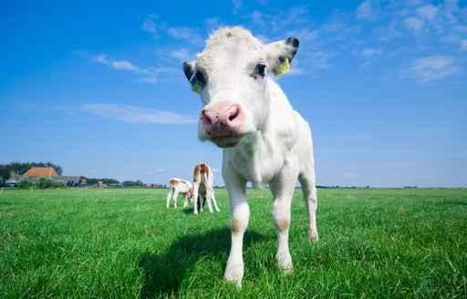 Cute Baby Cow Wall Decal