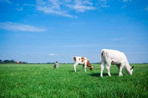 Grazing Cows Wall Decal