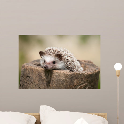 Hedgehog Wood