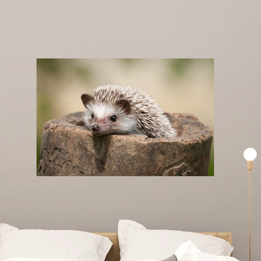 Hedgehog Wood