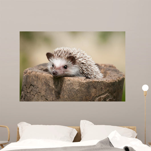 Hedgehog Wood
