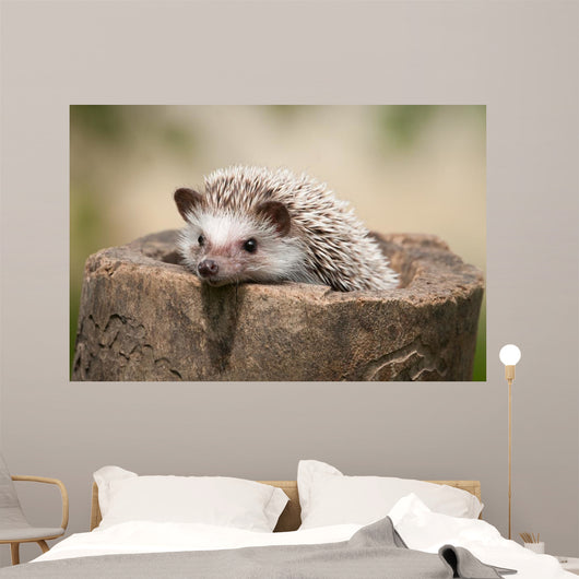 Hedgehog Wood
