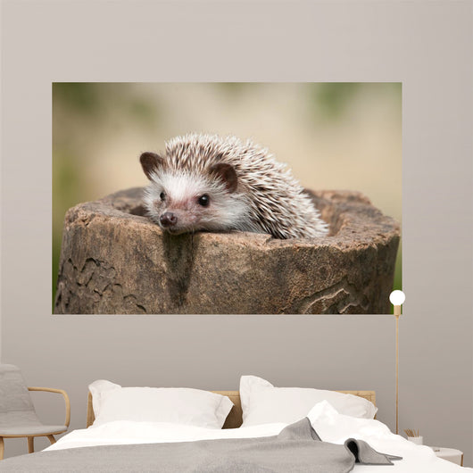 Hedgehog Wood