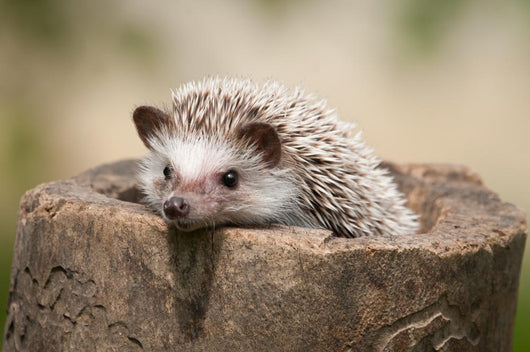 Hedgehog Wood