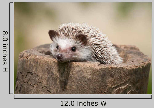 Hedgehog Wood
