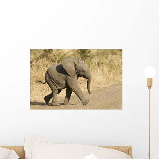 African Elephant Baby South