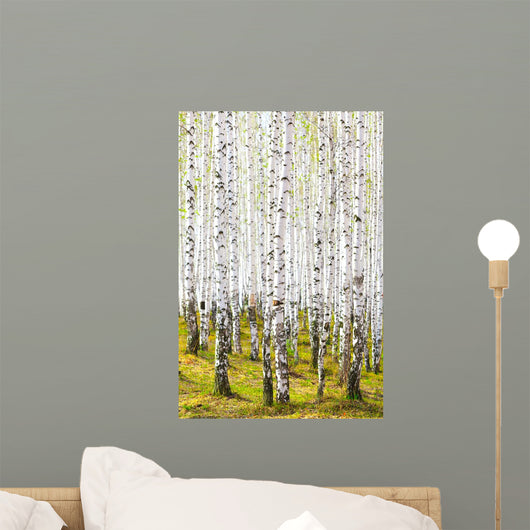 Spring Birch Forest Wall Decal