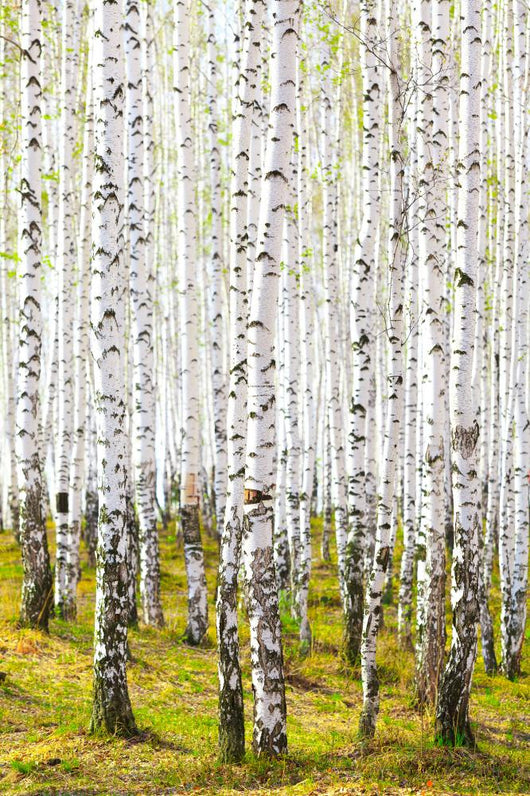Spring Birch Forest Wall Decal