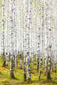Spring Birch Forest Wall Decal