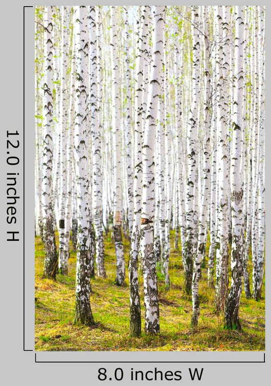 Spring Birch Forest Wall Decal