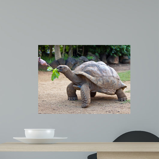 Big Seychelles Turtle Eatla Wall Decal