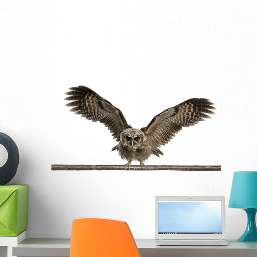 Portrait Brown Wood Owl Wall Decal