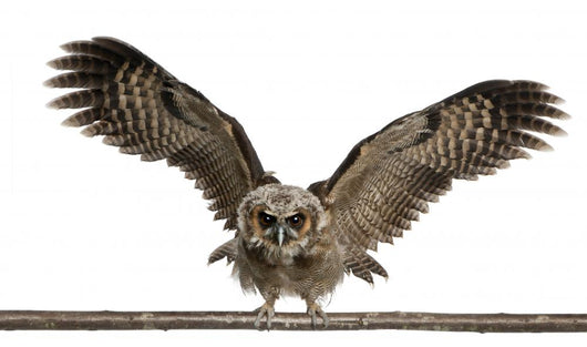 Portrait Brown Wood Owl Wall Decal
