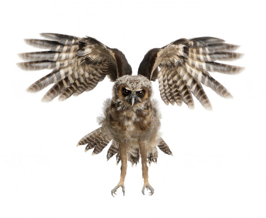 Landing Portrait Brown Wood Owl Wall Decal