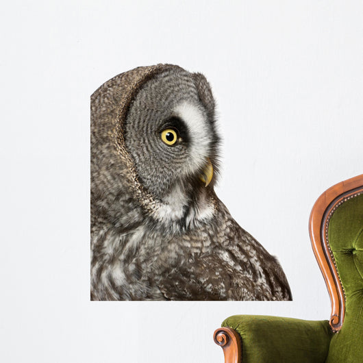 Up Great Grey Owl Wall Decal