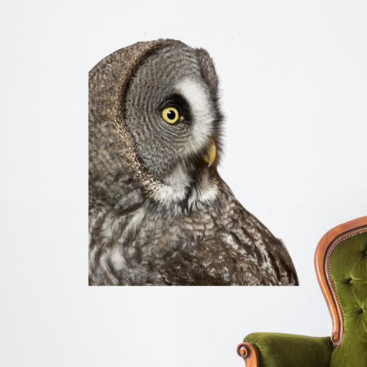 Up Great Grey Owl Wall Decal