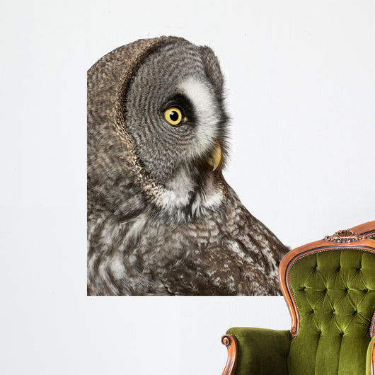 Up Great Grey Owl Wall Decal
