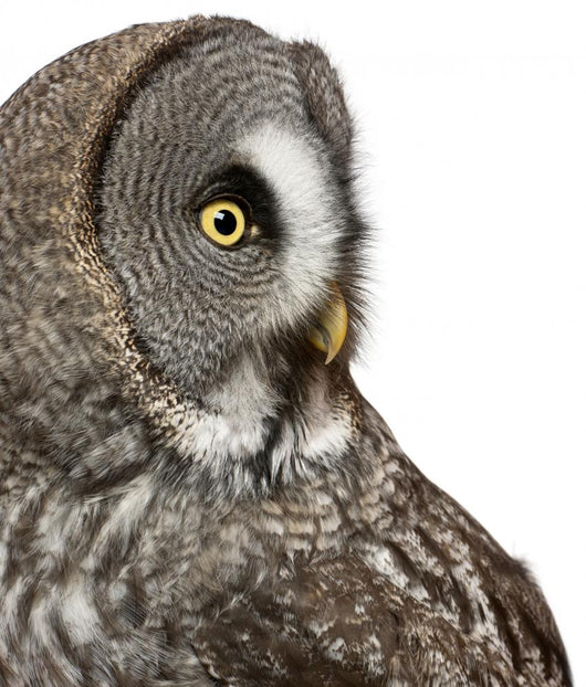 Up Great Grey Owl Wall Decal