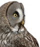 Up Great Grey Owl Wall Decal