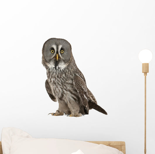 Portrait Great Grey Owl Wall Decal