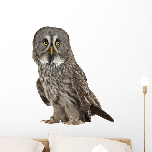 Portrait Great Grey Owl Wall Decal