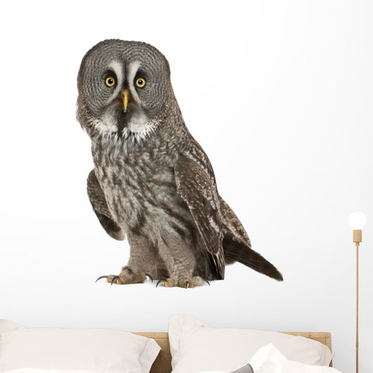 Portrait Great Grey Owl Wall Decal
