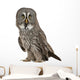 Portrait Great Grey Owl Wall Decal