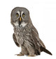 Portrait Great Grey Owl Wall Decal