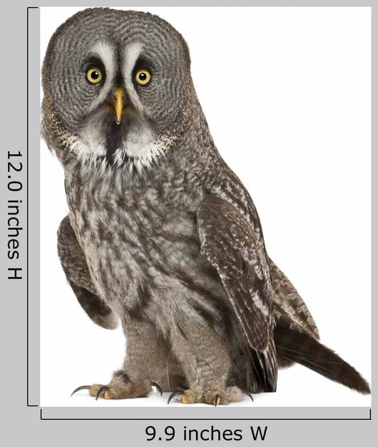 Portrait Great Grey Owl Wall Decal