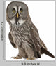 Portrait Great Grey Owl Wall Decal