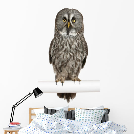Portrait Great Grey Owl on a Perch Wall Decal