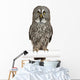 Portrait Great Grey Owl on a Perch Wall Decal
