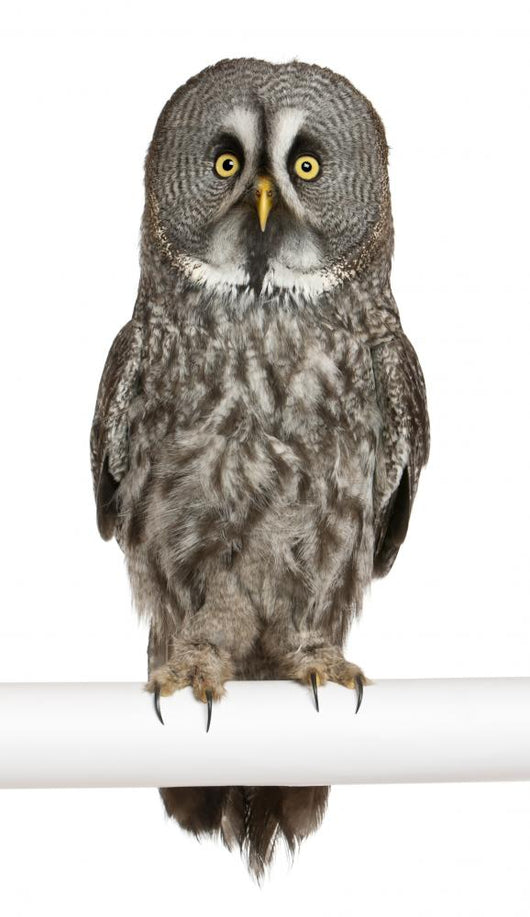 Portrait Great Grey Owl on a Perch Wall Decal