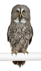 Portrait Great Grey Owl on a Perch Wall Decal