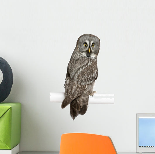 Portrait Great Grey Owl Looking Back Wall Decal