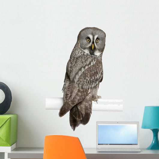 Portrait Great Grey Owl Looking Back Wall Decal