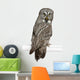 Portrait Great Grey Owl Looking Back Wall Decal