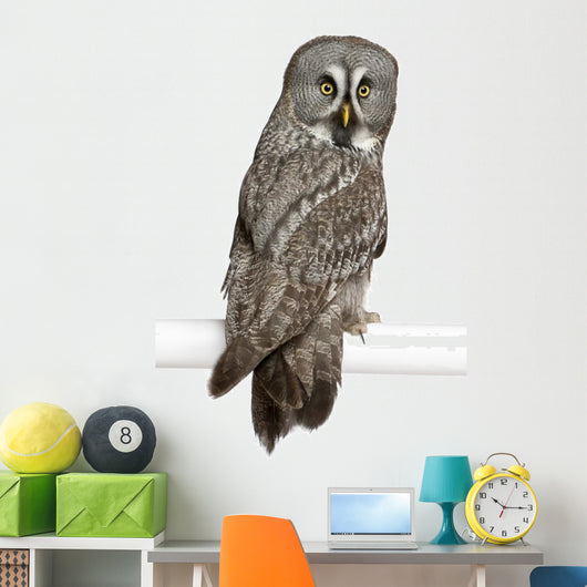 Portrait Great Grey Owl Looking Back Wall Decal