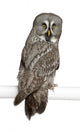 Portrait Great Grey Owl Looking Back Wall Decal