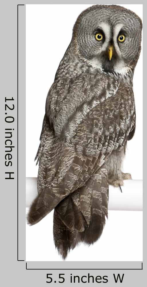 Portrait Great Grey Owl Looking Back Wall Decal